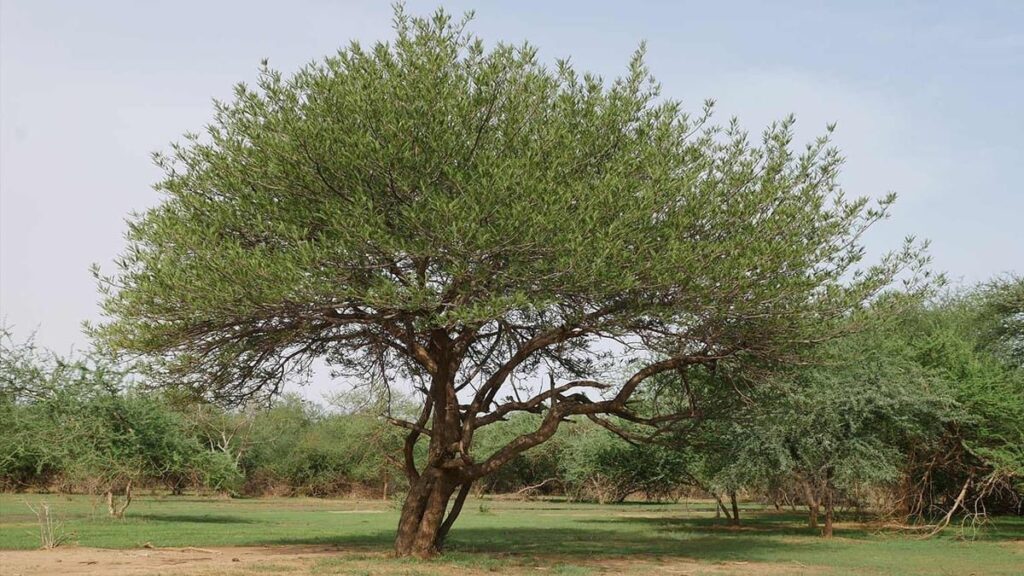 Senegalia catechu uses and benefits