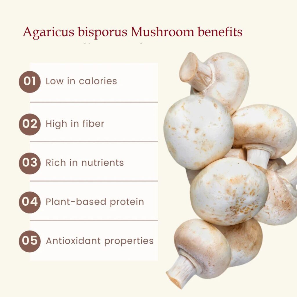 Agaricus bisporus uses and benefits