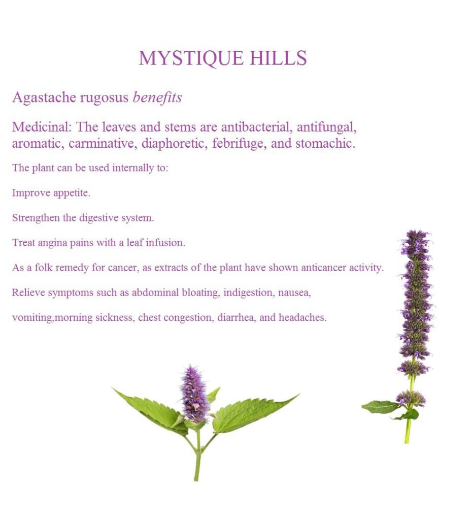 Agastache rugosus, Chinese patchouli uses and benefits