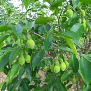 Aquilaria Agallocha