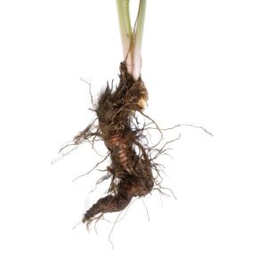 Actaea racemosa uses and benefits