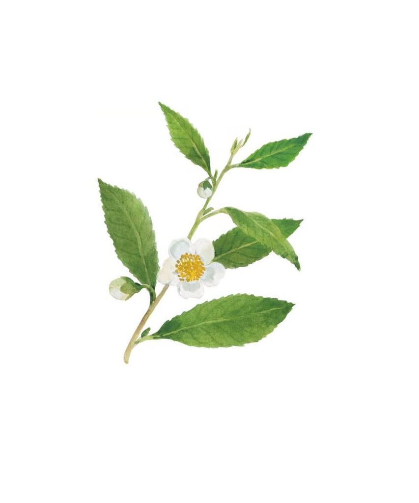Camellia sinensis uses and benefits