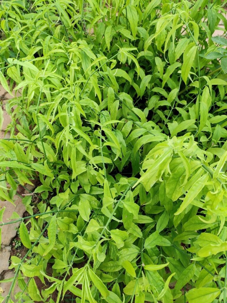 Clinacanthus nutans uses and benefits