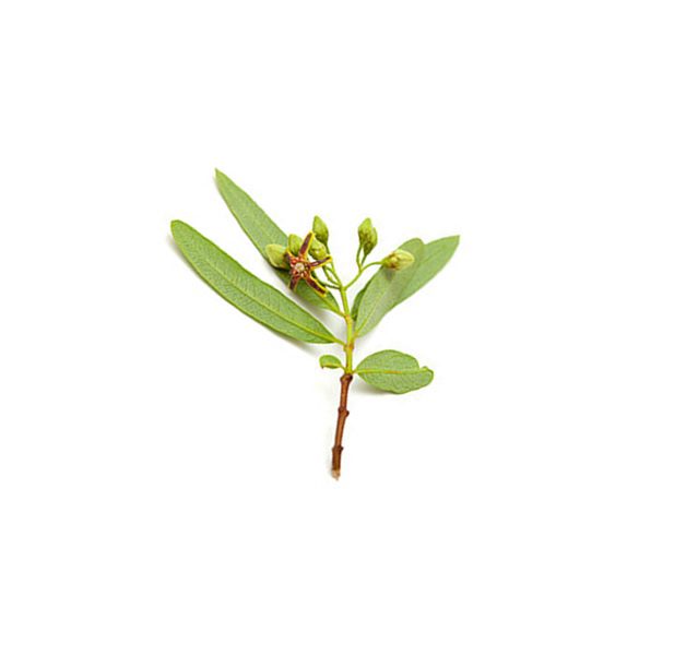 Mystique Dogbane leaf extract 50 g - Image 2