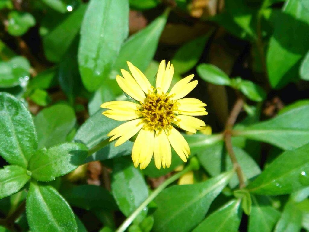 Eclipta alba (L.) Hassk uses and benefits
