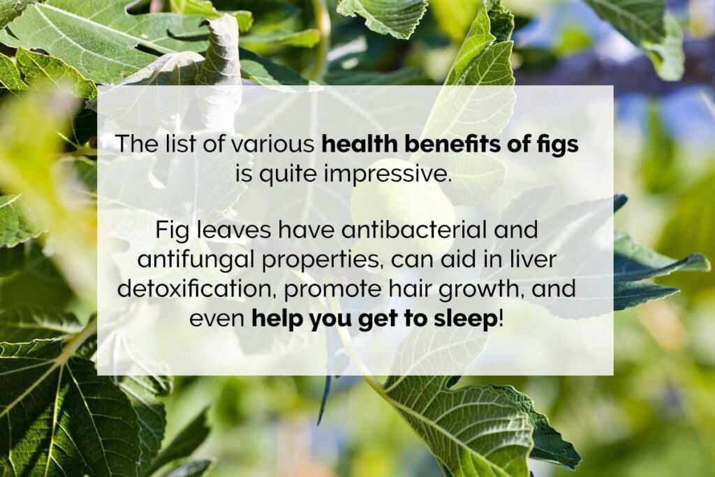 Fig leaves uses and benefits