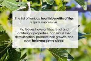 Fig leaves uses and benefits