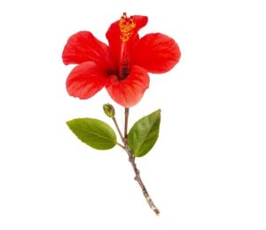 Hibiscus uses and benefits