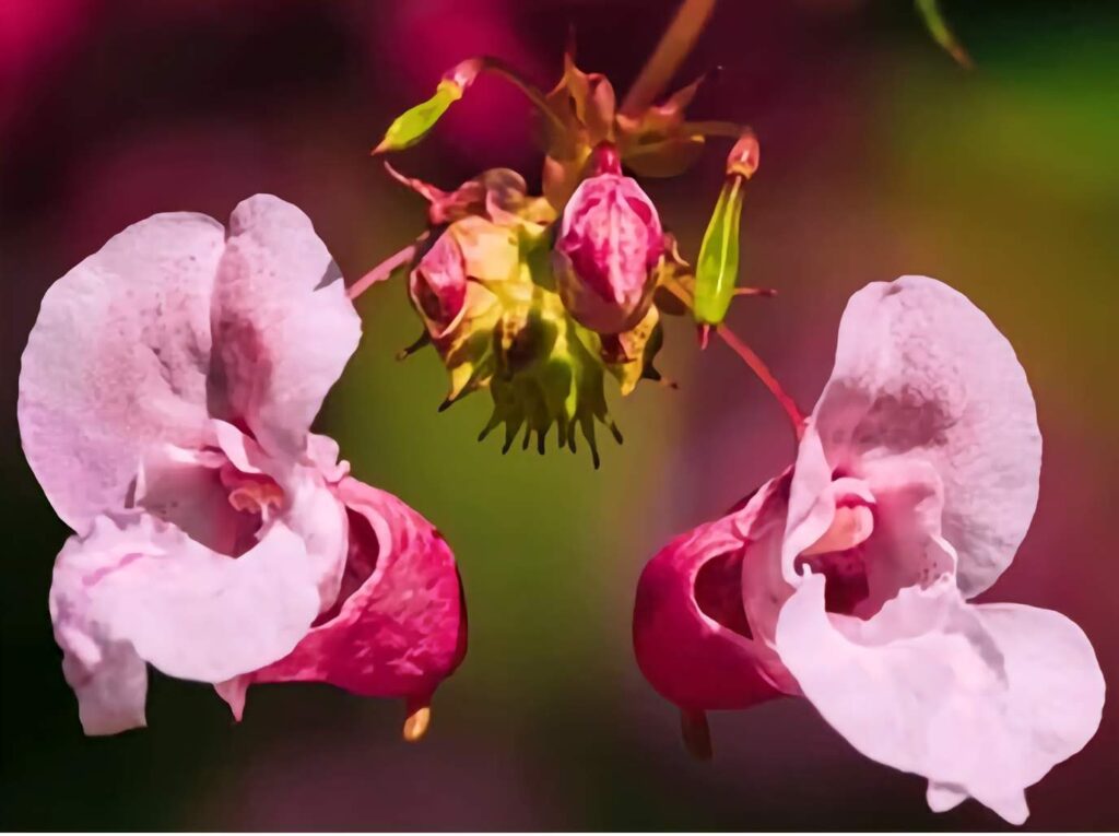 Himalayan Balsam uses and benefits