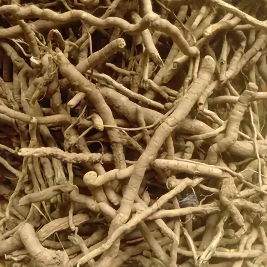 Mondia whitei uses and benefits