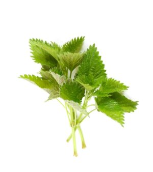 Stinging nettle root and leaf uses and benefits