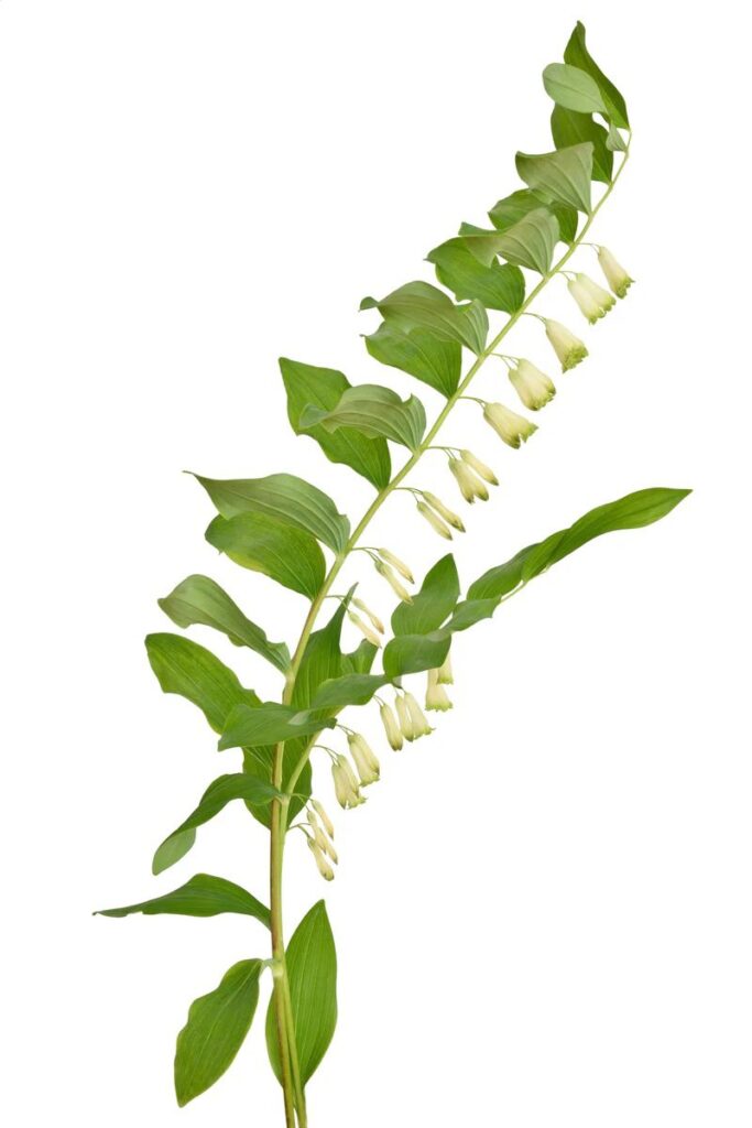 Polygonatum uses and benefits