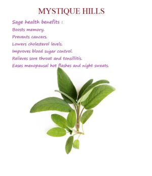 Salvia leaf uses and benefits