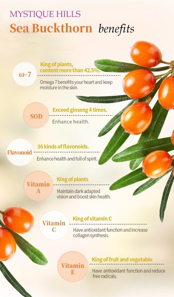 Sea Buckthorn berries uses and benefits