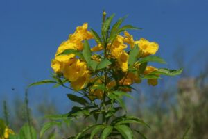 Tecoma stans uses and benefits