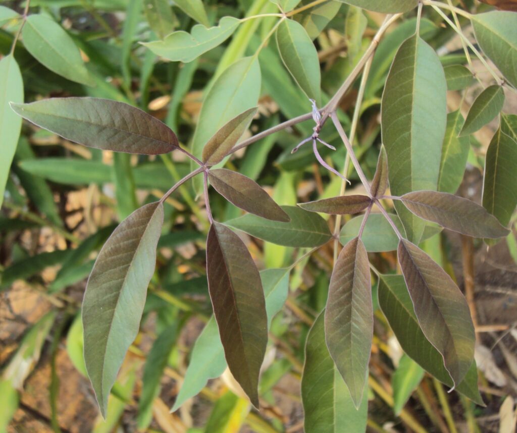 VItex negundo uses and benefits