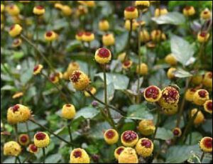 Anacyclus pyrethrum