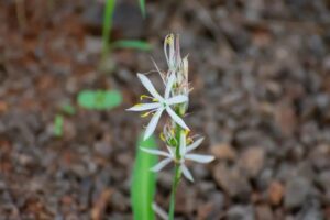 Chlorophytum borivilianum uses and benefits